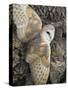 Barn Owl, Captive, Cumbria, England, United Kingdom, Europe-Toon Ann & Steve-Stretched Canvas