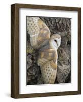 Barn Owl, Captive, Cumbria, England, United Kingdom, Europe-Toon Ann & Steve-Framed Photographic Print