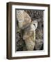 Barn Owl, Captive, Cumbria, England, United Kingdom, Europe-Toon Ann & Steve-Framed Photographic Print