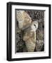 Barn Owl, Captive, Cumbria, England, United Kingdom, Europe-Toon Ann & Steve-Framed Photographic Print