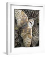 Barn Owl, Captive, Cumbria, England, United Kingdom, Europe-Toon Ann & Steve-Framed Photographic Print