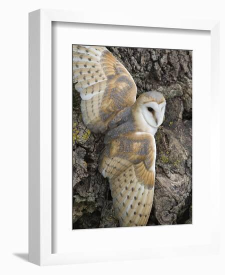 Barn Owl, Captive, Cumbria, England, United Kingdom, Europe-Toon Ann & Steve-Framed Photographic Print