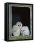 Barn Owl Chicks in Window Cornwall, UK-Ross Hoddinott-Framed Stretched Canvas