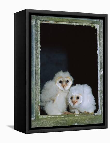 Barn Owl Chicks in Window Cornwall, UK-Ross Hoddinott-Framed Stretched Canvas