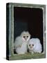 Barn Owl Chicks in Window Cornwall, UK-Ross Hoddinott-Stretched Canvas
