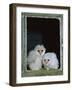 Barn Owl Chicks in Window Cornwall, UK-Ross Hoddinott-Framed Photographic Print