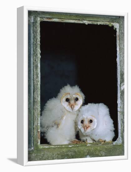 Barn Owl Chicks in Window Cornwall, UK-Ross Hoddinott-Framed Photographic Print