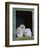 Barn Owl Chicks in Window Cornwall, UK-Ross Hoddinott-Framed Photographic Print