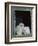 Barn Owl Chicks in Window Cornwall, UK-Ross Hoddinott-Framed Photographic Print