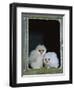 Barn Owl Chicks in Window Cornwall, UK-Ross Hoddinott-Framed Photographic Print