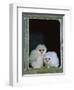Barn Owl Chicks in Window Cornwall, UK-Ross Hoddinott-Framed Photographic Print