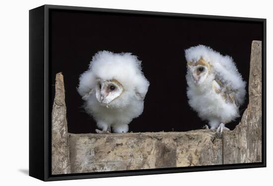 Barn Owl Chicks (Tyto Alba) Cumbria, June. Captive-Ann & Steve Toon-Framed Stretched Canvas