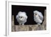 Barn Owl Chicks (Tyto Alba) Cumbria, June. Captive-Ann & Steve Toon-Framed Photographic Print