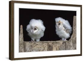 Barn Owl Chicks (Tyto Alba) Cumbria, June. Captive-Ann & Steve Toon-Framed Photographic Print