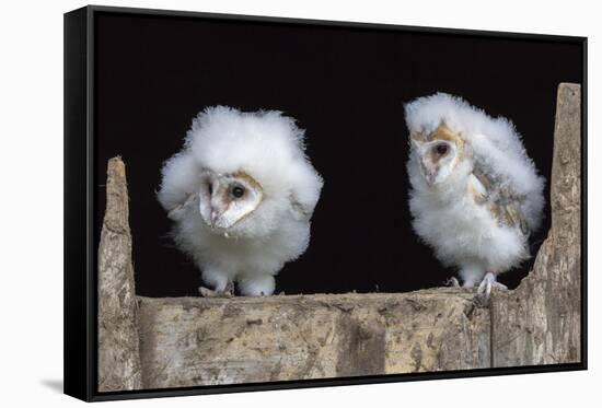 Barn Owl Chicks (Tyto Alba) Cumbria, June. Captive-Ann & Steve Toon-Framed Stretched Canvas