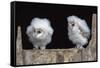 Barn Owl Chicks (Tyto Alba) Cumbria, June. Captive-Ann & Steve Toon-Framed Stretched Canvas