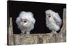 Barn Owl Chicks (Tyto Alba) Cumbria, June. Captive-Ann & Steve Toon-Stretched Canvas