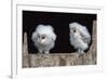 Barn Owl Chicks (Tyto Alba) Cumbria, June. Captive-Ann & Steve Toon-Framed Photographic Print