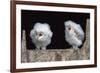 Barn Owl Chicks (Tyto Alba) Cumbria, June. Captive-Ann & Steve Toon-Framed Photographic Print