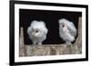 Barn Owl Chicks (Tyto Alba) Cumbria, June. Captive-Ann & Steve Toon-Framed Photographic Print