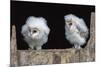 Barn Owl Chicks (Tyto Alba) Cumbria, June. Captive-Ann & Steve Toon-Mounted Photographic Print