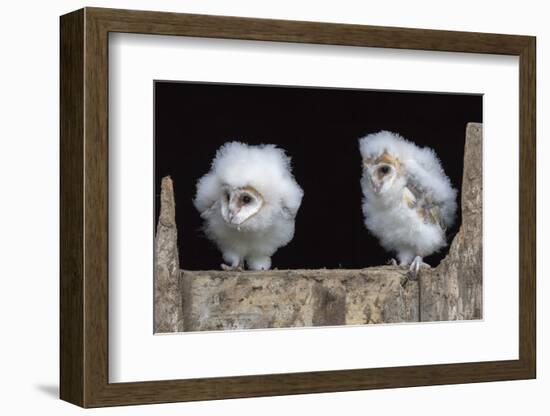 Barn Owl Chicks (Tyto Alba) Cumbria, June. Captive-Ann & Steve Toon-Framed Photographic Print