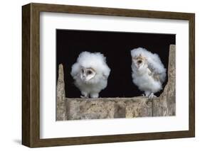 Barn Owl Chicks (Tyto Alba) Cumbria, June. Captive-Ann & Steve Toon-Framed Photographic Print