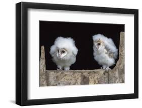 Barn Owl Chicks (Tyto Alba) Cumbria, June. Captive-Ann & Steve Toon-Framed Photographic Print