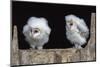 Barn Owl Chicks (Tyto Alba) Cumbria, June. Captive-Ann & Steve Toon-Mounted Photographic Print