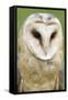 Barn Owl Close-Up-Hal Beral-Framed Stretched Canvas