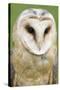 Barn Owl Close-Up-Hal Beral-Stretched Canvas