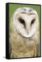 Barn Owl Close-Up-Hal Beral-Framed Stretched Canvas