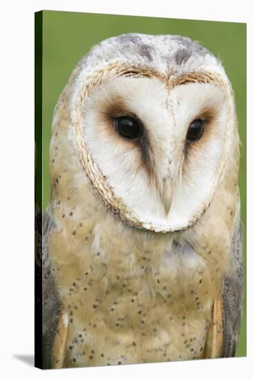 Barn Owl Close-Up-Hal Beral-Stretched Canvas