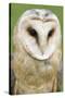 Barn Owl Close-Up-Hal Beral-Stretched Canvas