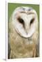 Barn Owl Close-Up-Hal Beral-Framed Premium Photographic Print