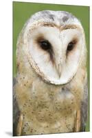 Barn Owl Close-Up-Hal Beral-Mounted Premium Photographic Print