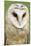 Barn Owl Close-Up-Hal Beral-Mounted Premium Photographic Print