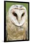 Barn Owl Close-Up-Hal Beral-Framed Premium Photographic Print