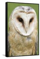 Barn Owl Close-Up-Hal Beral-Framed Stretched Canvas