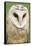 Barn Owl Close-Up-Hal Beral-Framed Stretched Canvas