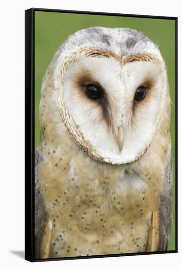 Barn Owl Close-Up-Hal Beral-Framed Stretched Canvas