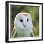 Barn Owl close Up-fotogenix-Framed Premium Photographic Print