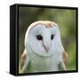 Barn Owl close Up-fotogenix-Framed Stretched Canvas