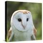 Barn Owl close Up-fotogenix-Stretched Canvas