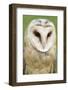 Barn Owl Close-Up-Hal Beral-Framed Photographic Print