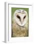 Barn Owl Close-Up-Hal Beral-Framed Photographic Print