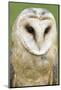 Barn Owl Close-Up-Hal Beral-Mounted Photographic Print