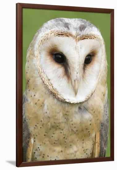 Barn Owl Close-Up-Hal Beral-Framed Photographic Print