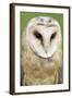 Barn Owl Close-Up-Hal Beral-Framed Photographic Print