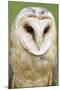 Barn Owl Close-Up-Hal Beral-Mounted Photographic Print